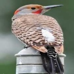 image of bird