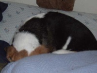 image of beagle
