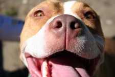 image of american_staffordshire_terrier