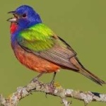 image of bird