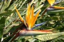 image of bird_of_paradise_flower #28