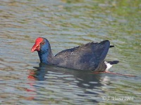 image of european_gallinule #22