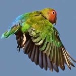 image of bird