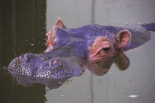 image of hippopotamus
