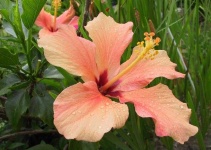 image of flower