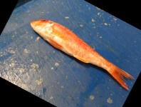 image of fish