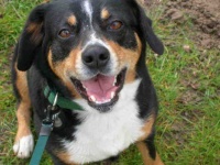 image of entlebucher