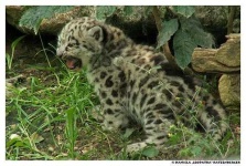 image of snow_leopard