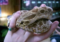 image of hognose_snake #18