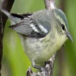 image of bird
