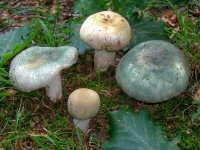 image of mushrooms