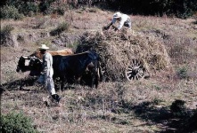 image of oxcart