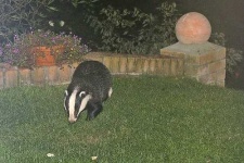 image of badger