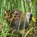 image of bird