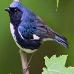 image of bird