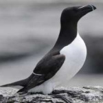 image of bird