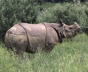 image of rhinoceros