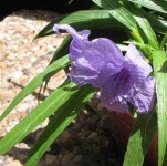 image of mexican_petunia #1