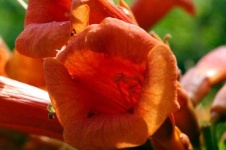 image of flower