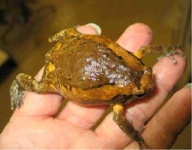 image of tailed_frog