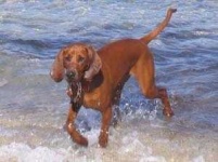 image of redbone