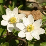 image of flower