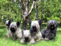 image of otterhound
