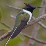 image of bird