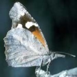 image of animal
