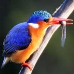 image of bird