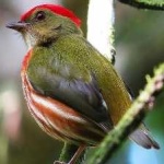 image of bird