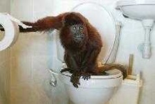 image of howler_monkey