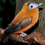 image of bird