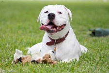 image of animal