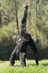 image of siamang