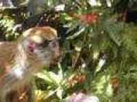 image of patas