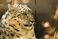 image of animal