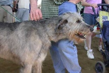 image of scottish_deerhound #7