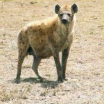 image of hyena