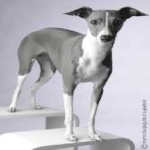 image of animal