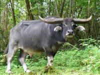 image of water_buffalo