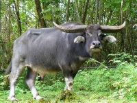 image of water_buffalo #14