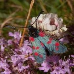 image of animal