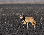 image of coyote