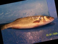 image of fish