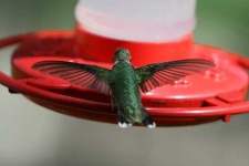 image of hummingbird