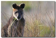 image of wallaby