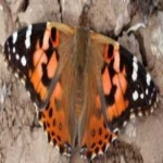 image of animal