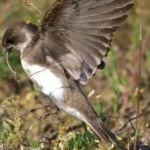 image of bird