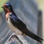 image of bird